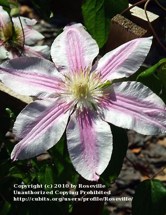 Photo of Clematis Patricia Ann Fretwell™ uploaded by Roseville