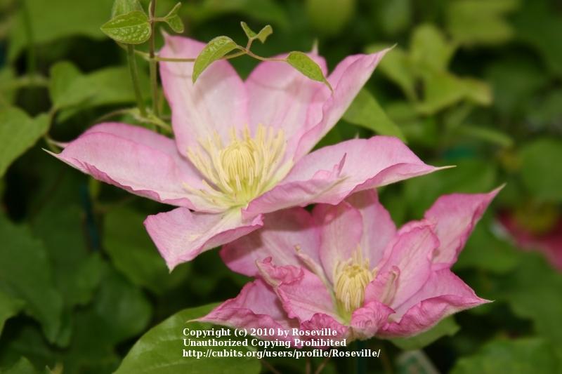 Photo of Clematis 'Asao' uploaded by Roseville