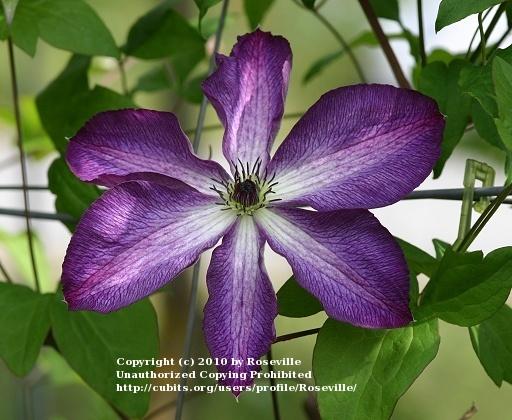 Photo of Clematis (Clematis viticella 'Venosa Violacea') uploaded by Roseville
