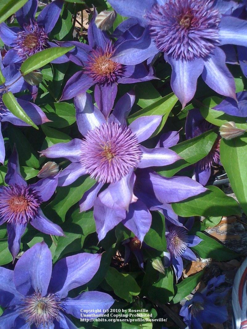 Photo of Clematis 'Multi Blue' uploaded by Roseville