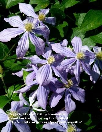 Photo of Clematis 'Arabella' uploaded by Roseville