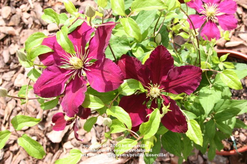Photo of Clematis 'Niobe' uploaded by Roseville