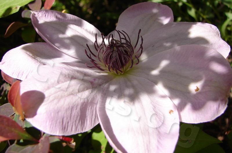Photo of Clematis 'Dawn' uploaded by victor