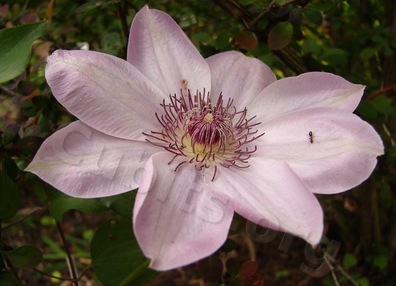 Photo of Clematis 'Dawn' uploaded by victor