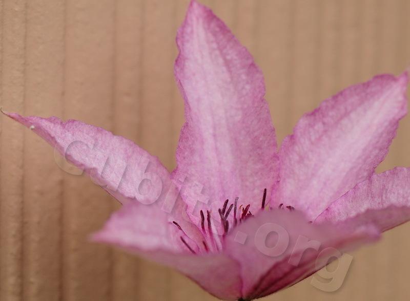 Photo of Clematis Pink Chiffon™ uploaded by victor