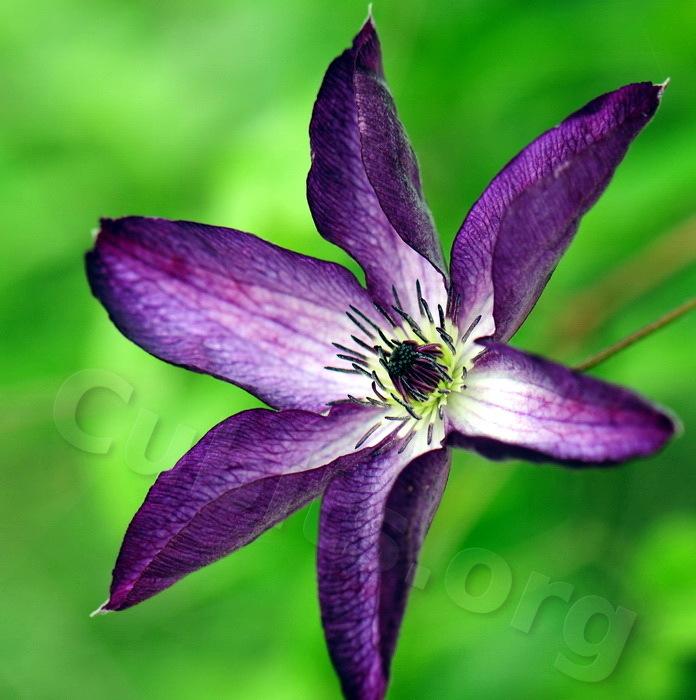 Photo of Clematis (Clematis viticella 'Venosa Violacea') uploaded by victor