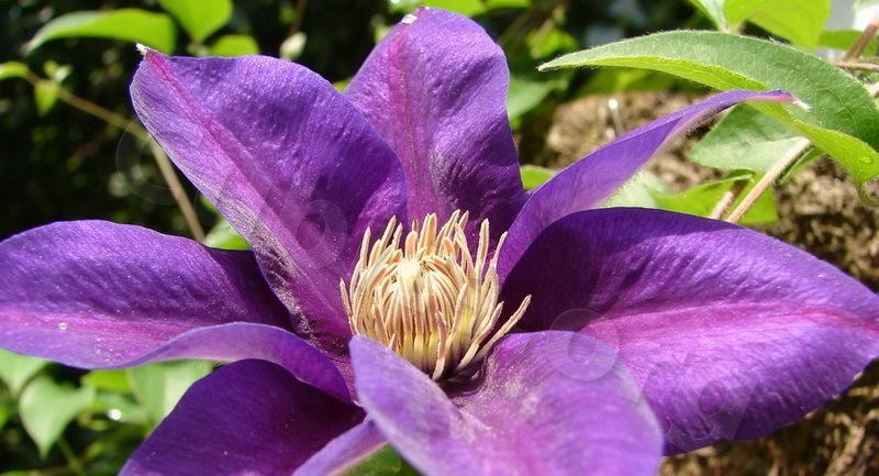 Photo of Clematis 'Reiman' uploaded by victor