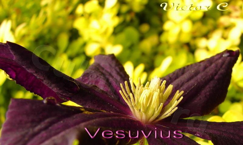 Photo of Clematis (Clematis viticella Galore™) uploaded by victor