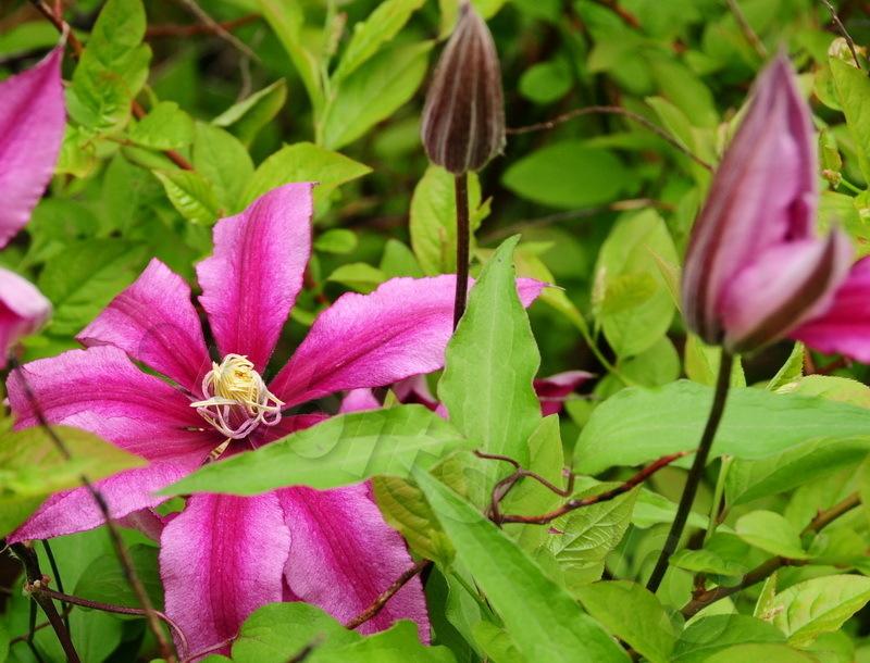 Photo of Clematis Liberation™ uploaded by victor