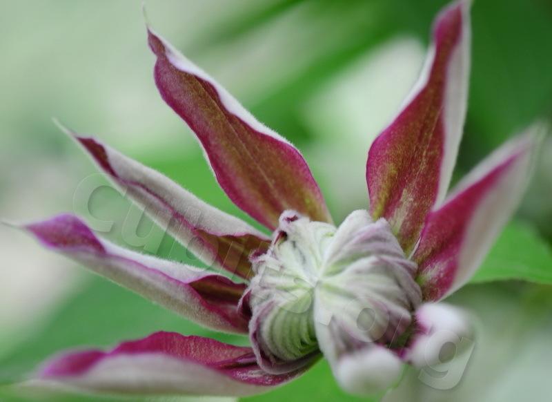 Photo of Clematis Josephine™ uploaded by victor