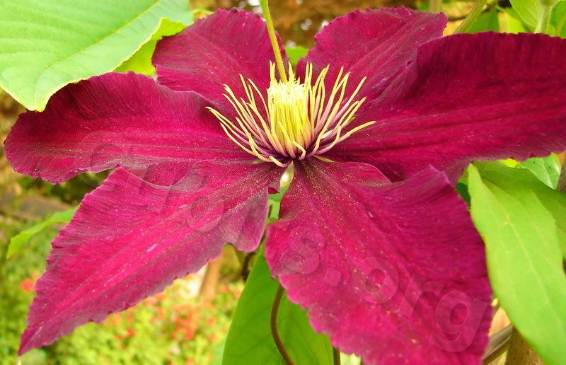 Photo of Clematis 'Niobe' uploaded by victor