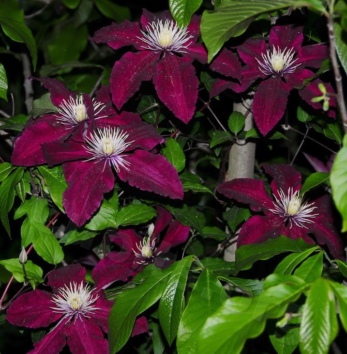 Photo of Clematis 'Niobe' uploaded by victor
