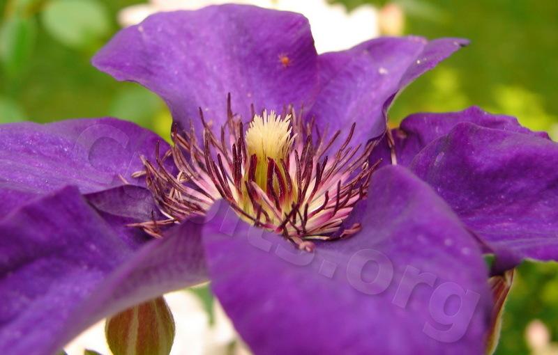 Photo of Clematis 'The President' uploaded by victor