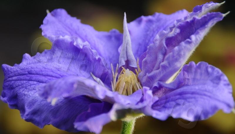 Photo of Clematis 'Will Goodwin' uploaded by victor