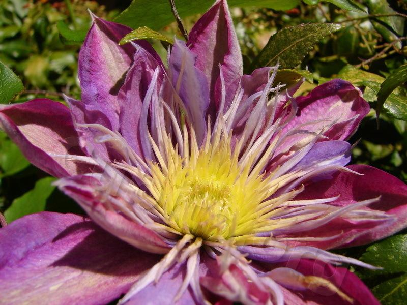 Photo of Clematis Crystal Fountain™ uploaded by victor