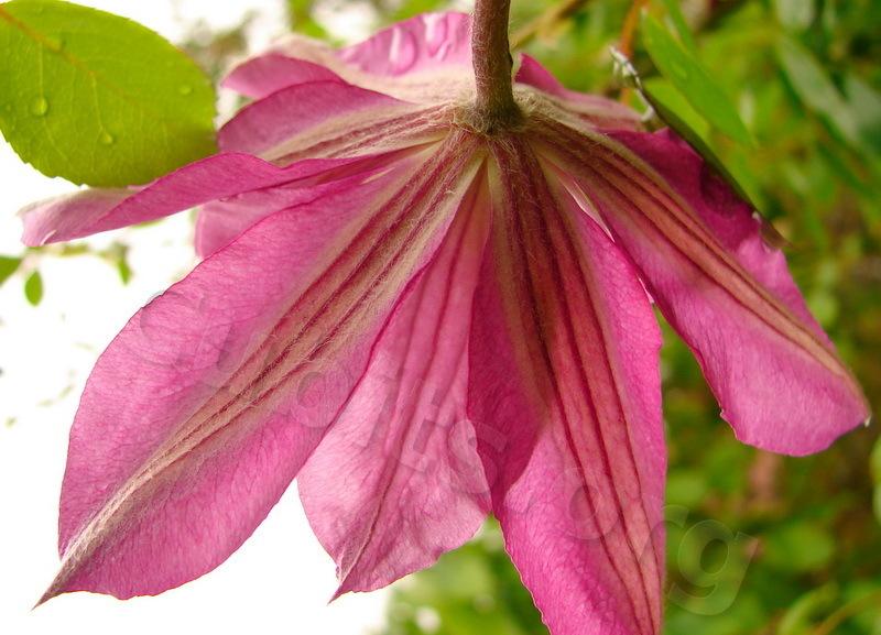 Photo of Clematis Patricia Ann Fretwell™ uploaded by victor