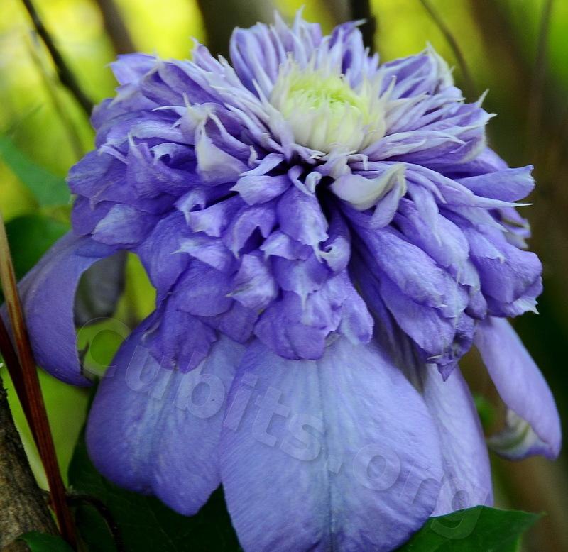 Photo of Clematis Blue Light™ uploaded by victor