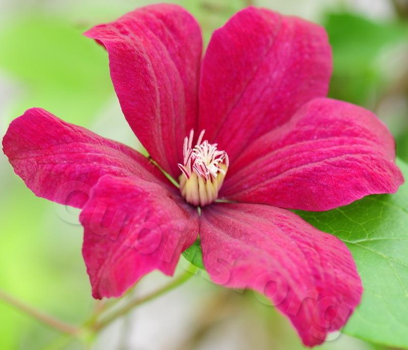 Photo of Clematis 'Rouge Cardinal' uploaded by victor