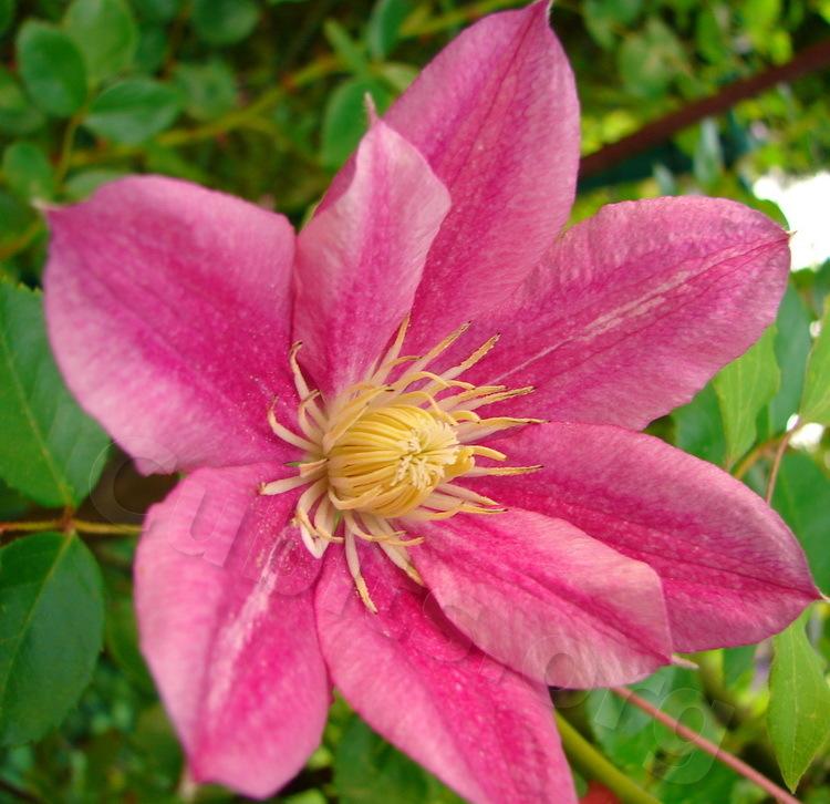 Photo of Clematis Patricia Ann Fretwell™ uploaded by victor