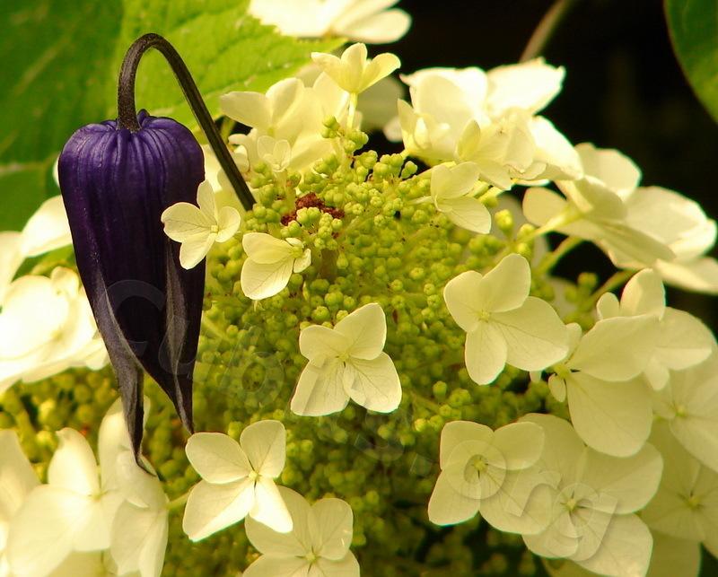 Photo of Clematis 'Roguchi' uploaded by victor