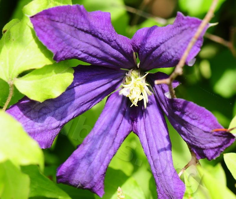 Photo of Clematis 'Rhapsody' uploaded by victor