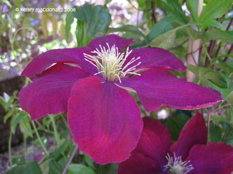 Photo of Clematis 'Niobe' uploaded by Kell