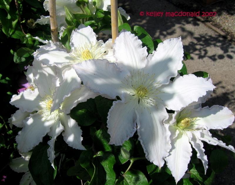 Photo of Clematis 'Gillian Blades' uploaded by Kell