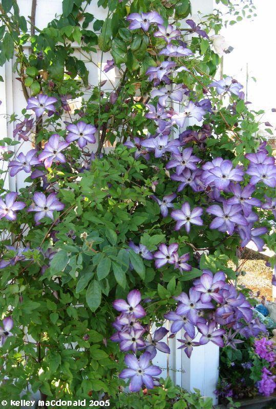 Photo of Clematis (Clematis viticella 'Venosa Violacea') uploaded by Kell