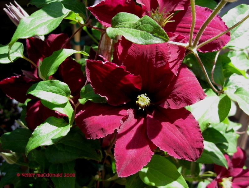 Photo of Clematis 'Ernest Markham' uploaded by Kell