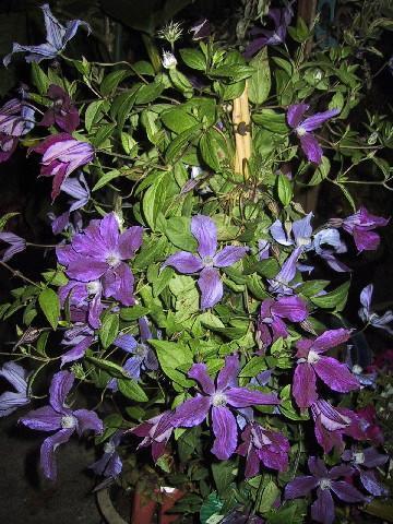 Photo of Clematis Harlow Carr™ uploaded by Kell