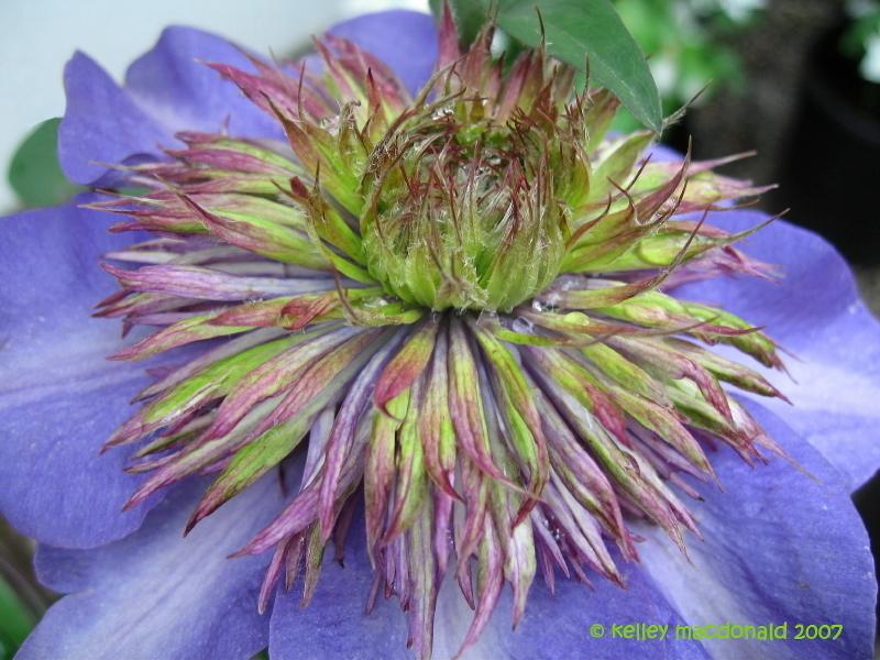 Photo of Clematis 'Multi Blue' uploaded by Kell