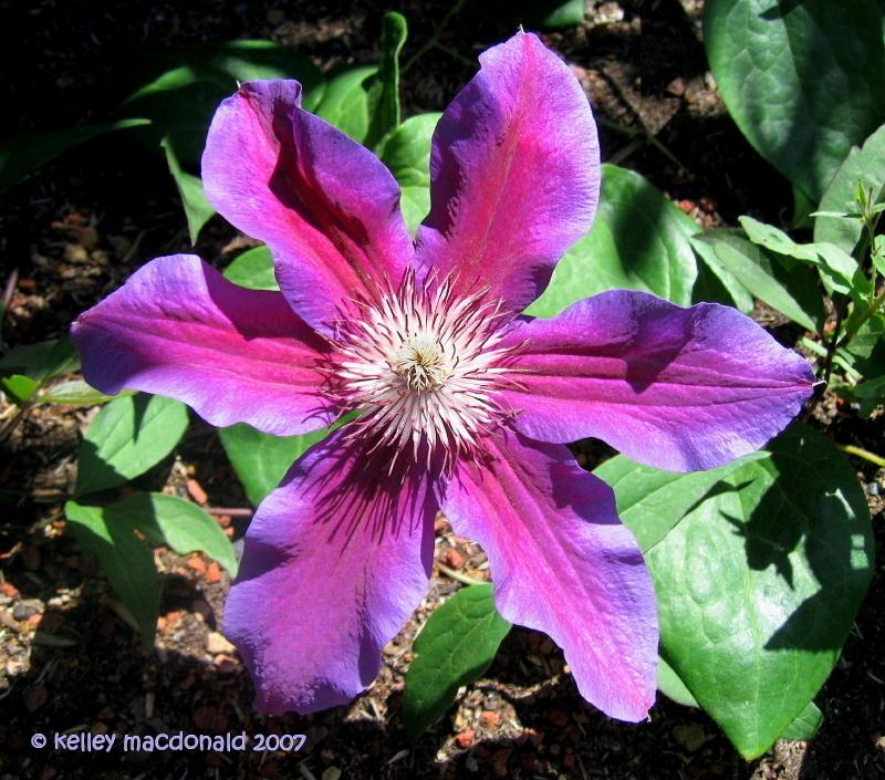 Photo of Clematis 'Fireworks' uploaded by Kell