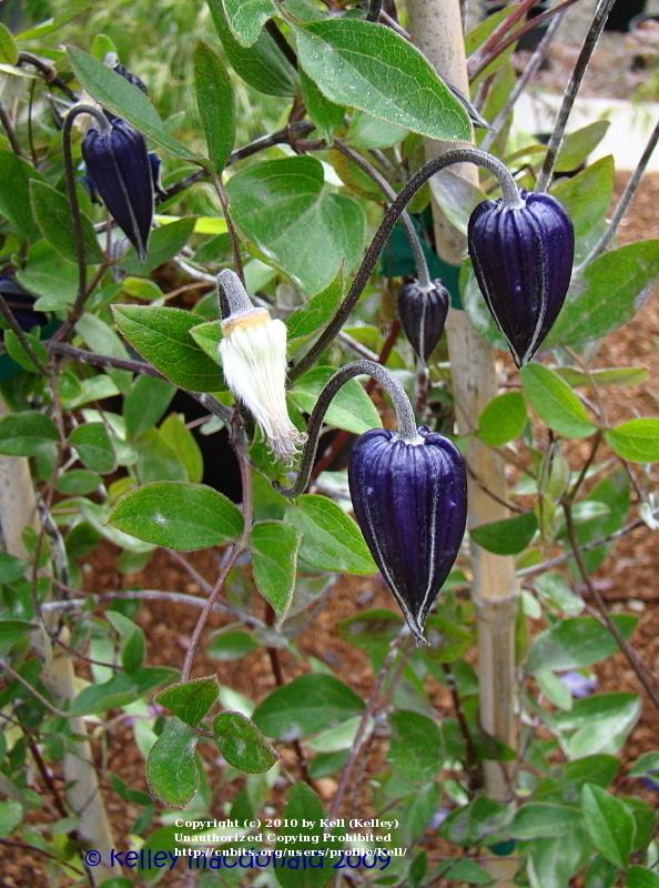 Photo of Clematis 'Roguchi' uploaded by Kell
