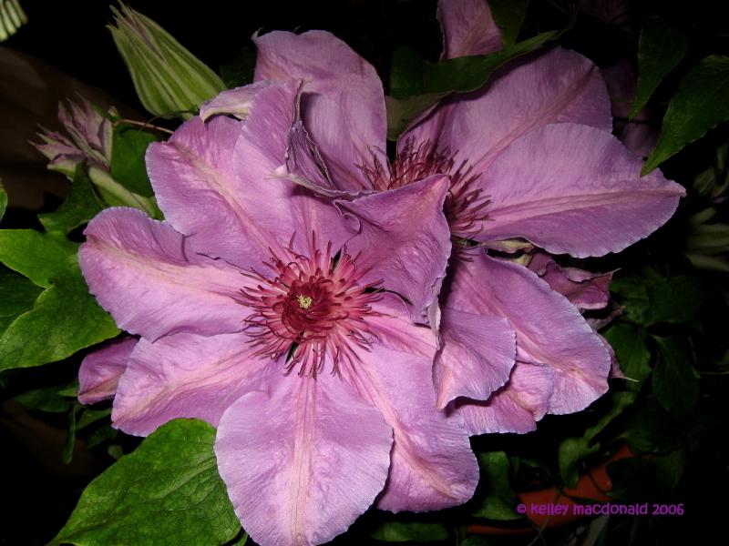 Photo of Clematis 'Ruby Glow' uploaded by Kell