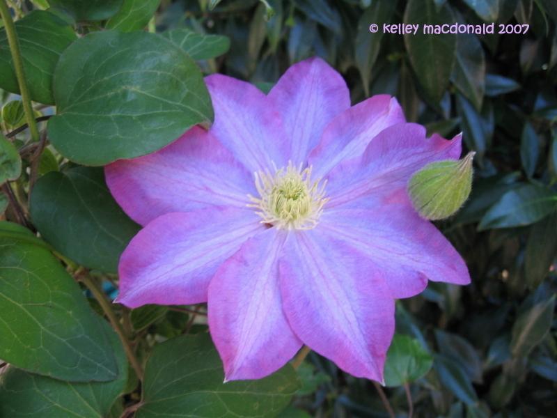 Photo of Clematis 'Pink Champagne' uploaded by Kell
