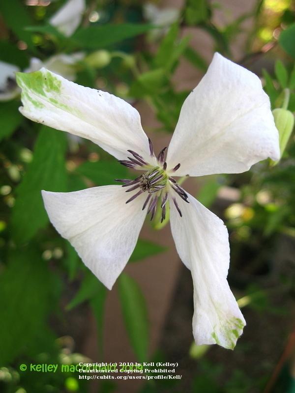 Photo of Clematis (Clematis viticella 'Alba Luxurians') uploaded by Kell