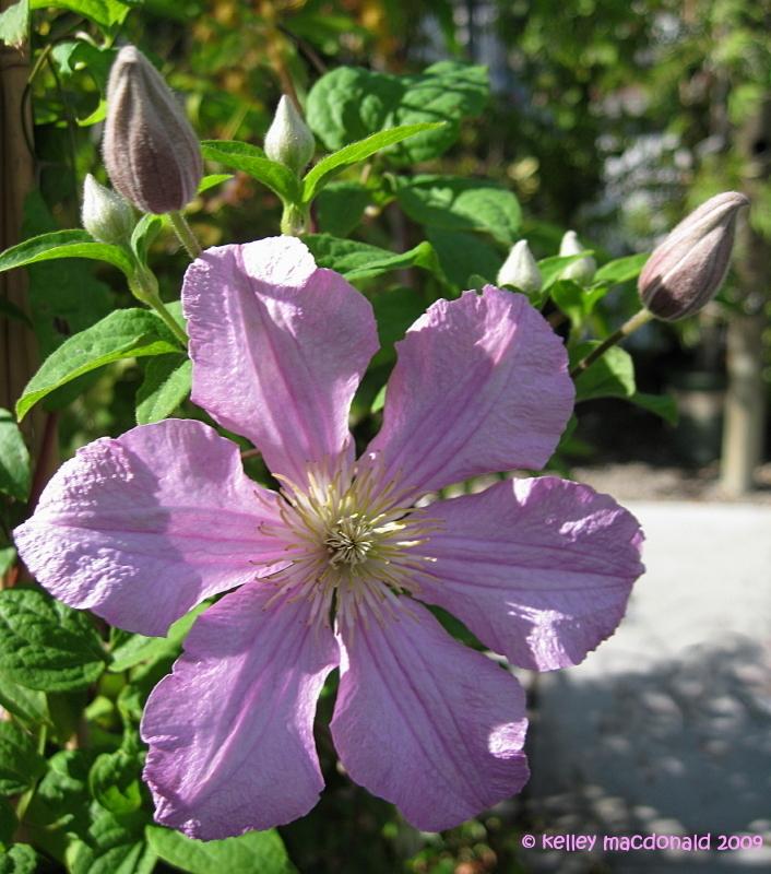 Photo of Clematis 'Comtesse de Bouchaud' uploaded by Kell