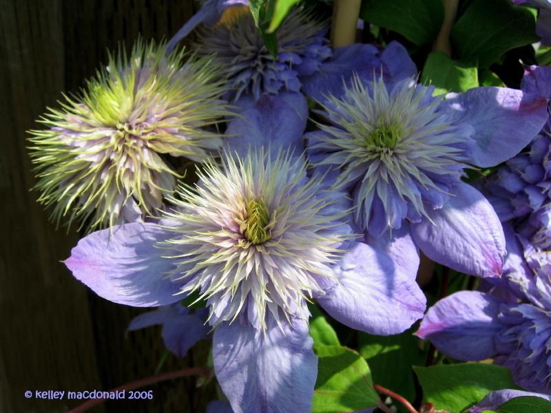 Photo of Clematis Blue Light™ uploaded by Kell