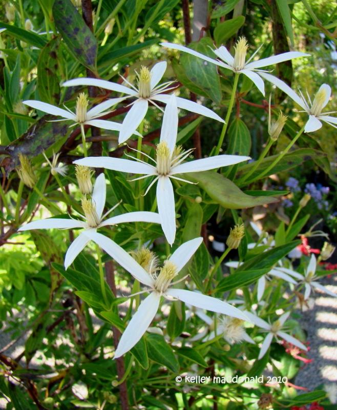 Photo of Sweet Autumn Clematis (Clematis terniflora) uploaded by Kell