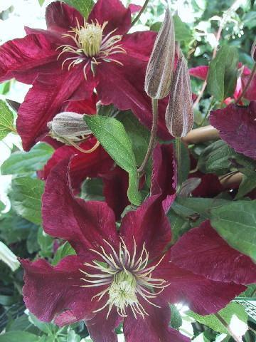 Photo of Clematis 'Niobe' uploaded by Kell