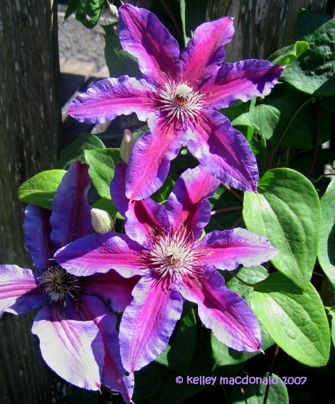 Photo of Clematis 'Fireworks' uploaded by Kell
