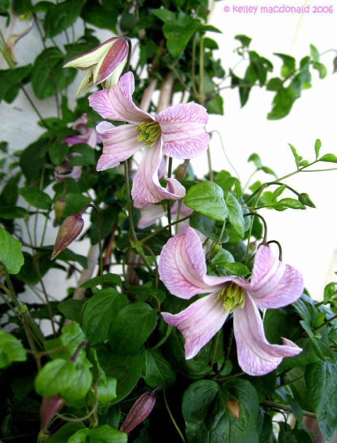 Photo of Clematis (Clematis texensis 'Pagoda') uploaded by Kell