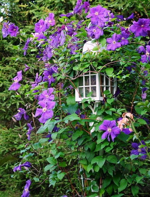 Photo of Clematis 'Jackmanii' uploaded by victor