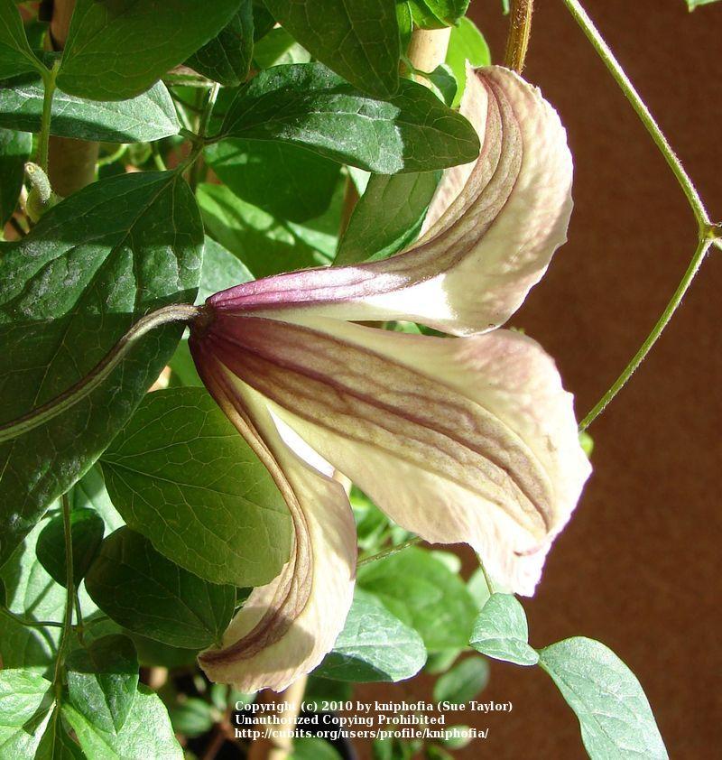 Photo of Clematis (Clematis texensis 'Pagoda') uploaded by kniphofia
