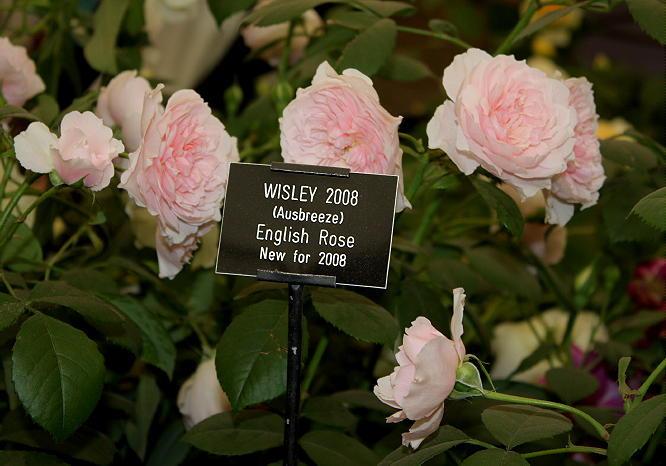 Photo of Rose (Rosa 'Wisley 2008') uploaded by Mike