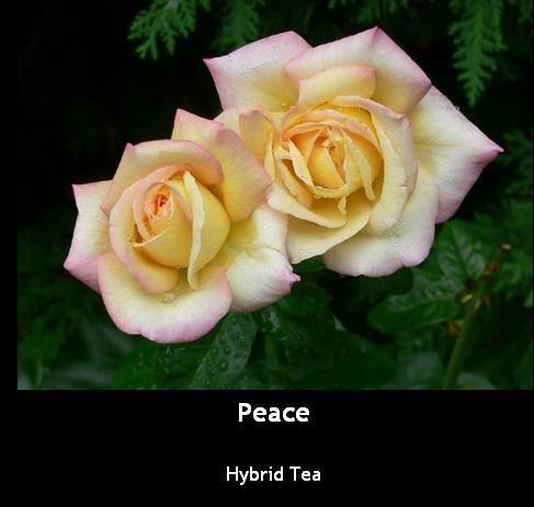 Photo of Hybrid Tea Rose (Rosa 'Peace') uploaded by Mike
