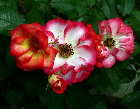 Photo of Rose (Rosa 'Betty Boop') uploaded by Mike
