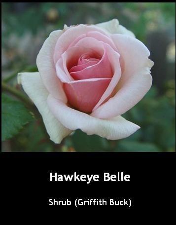 Photo of Rose (Rosa 'Hawkeye Belle') uploaded by Mike