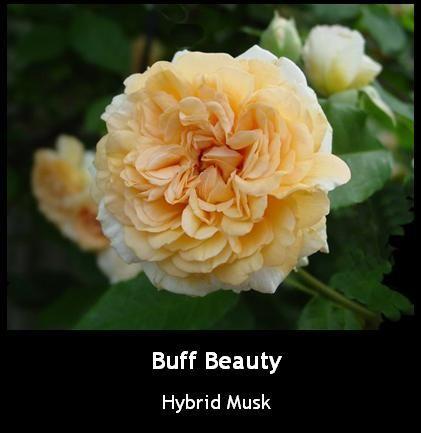 Photo of Hybrid Musk Rose (Rosa 'Buff Beauty') uploaded by Mike