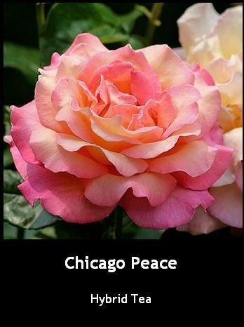 Photo of Rose (Rosa 'Chicago Peace') uploaded by Mike